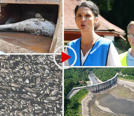 Kto odpowiada za katastrofę ekologiczną na Jeziorze Pilchowickim? Kto odpowiada za katastrofę na Jeziorze Pilchowickim