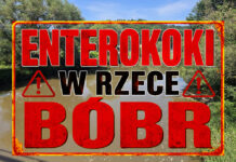 enterokoki w rzece Bóbr