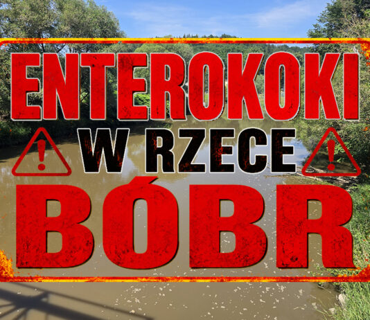enterokoki w rzece Bóbr