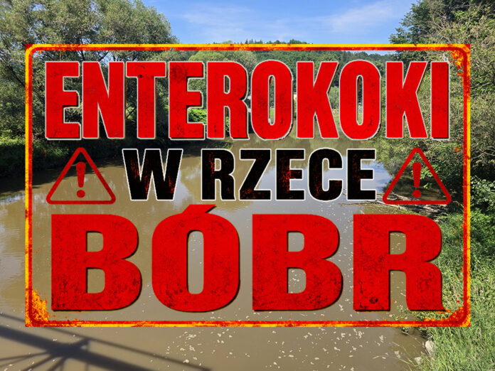 enterokoki w rzece Bóbr enterokoki w rzece Bóbr