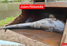Jezioro Pilchowickie. Przyroda umiera w ciszy. Służby zaspały!