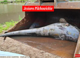 martwe ryby jezioro pilchowickie