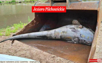 martwe ryby jezioro pilchowickie