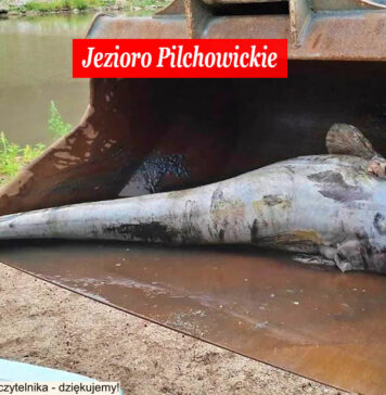 martwe ryby jezioro pilchowickie