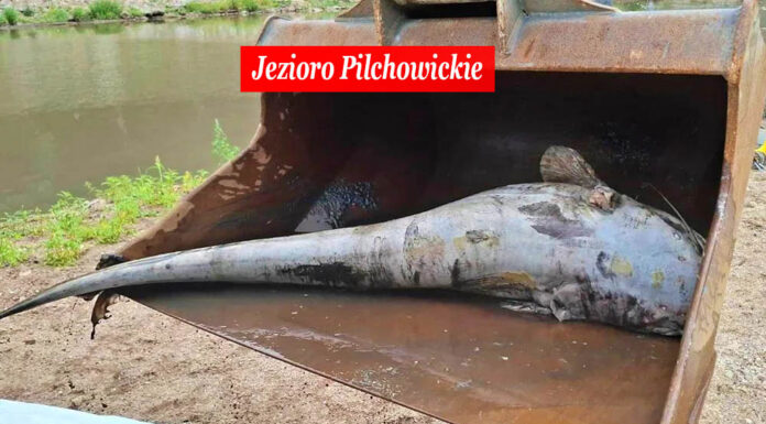 Jezioro Pilchowickie. Przyroda umiera w ciszy. Służby zaspały!