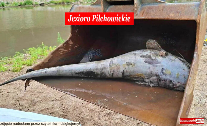 martwe ryby jezioro pilchowickie