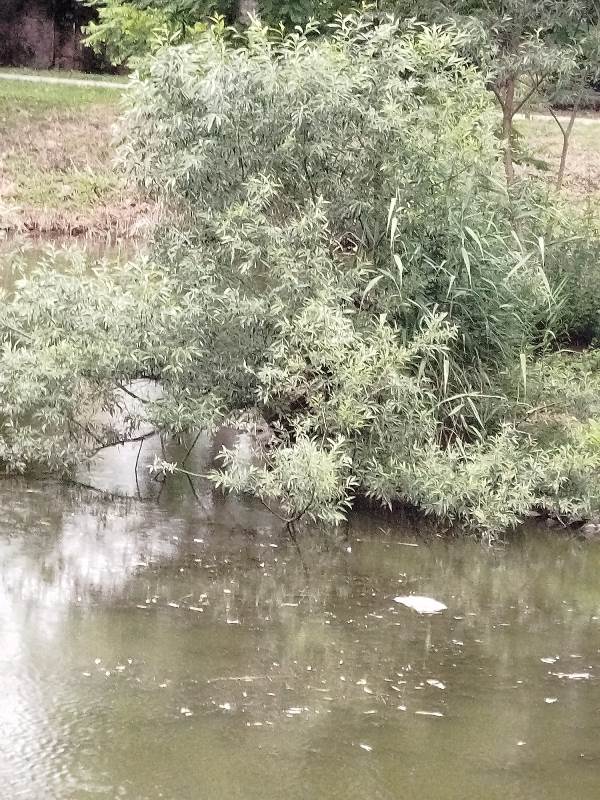 Park miejski w Lwówku Śląskim 3 park miejski w Lwowku Slaskim 4