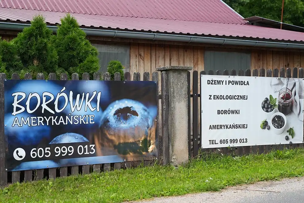 Borówki amerykańskie na sprzedaż. Niska cena