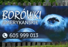 Borówki amerykańskie na sprzedaż. Niska cena