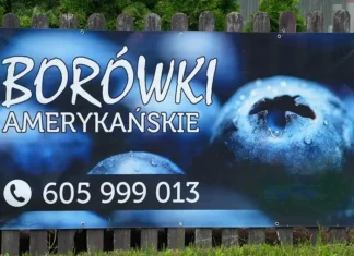 sprzedaz borowek amerykanskich cena 2