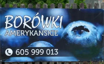 Borówki amerykańskie na sprzedaż. Niska cena sprzedaz borowek amerykanskich cena 2