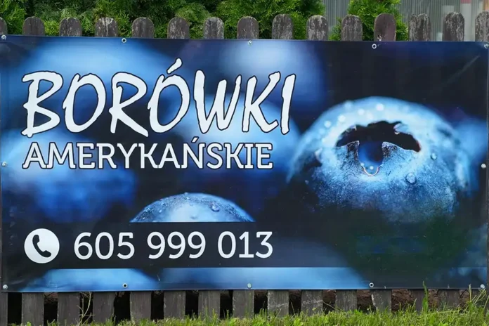sprzedaż borówek amerykańskich cena 2