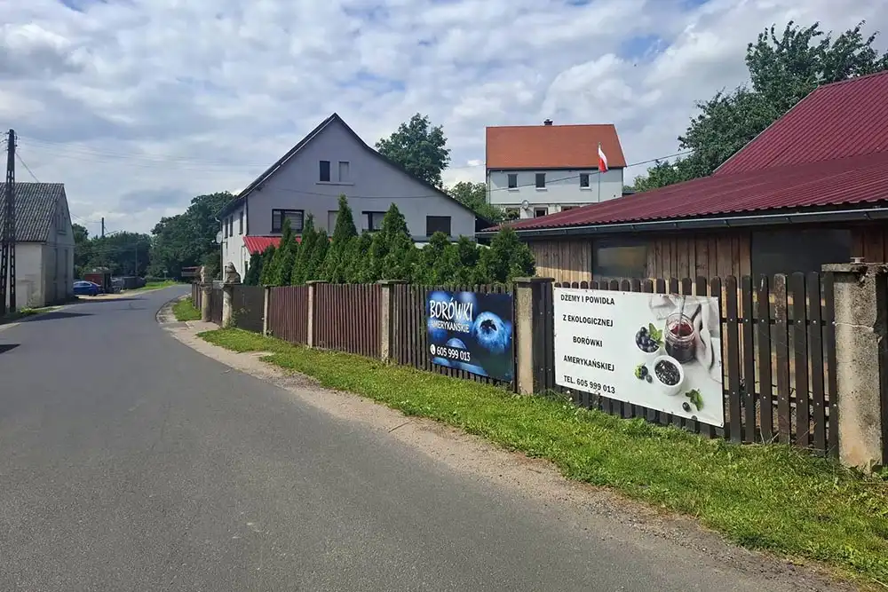 Borówki amerykańskie na sprzedaż. Niska cena 3 sprzedaz borowek amerykanskich cena 4